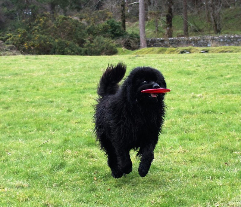 Фото: ньюфаундленд Акватория Келвин Ю Мэйк Май Дрим