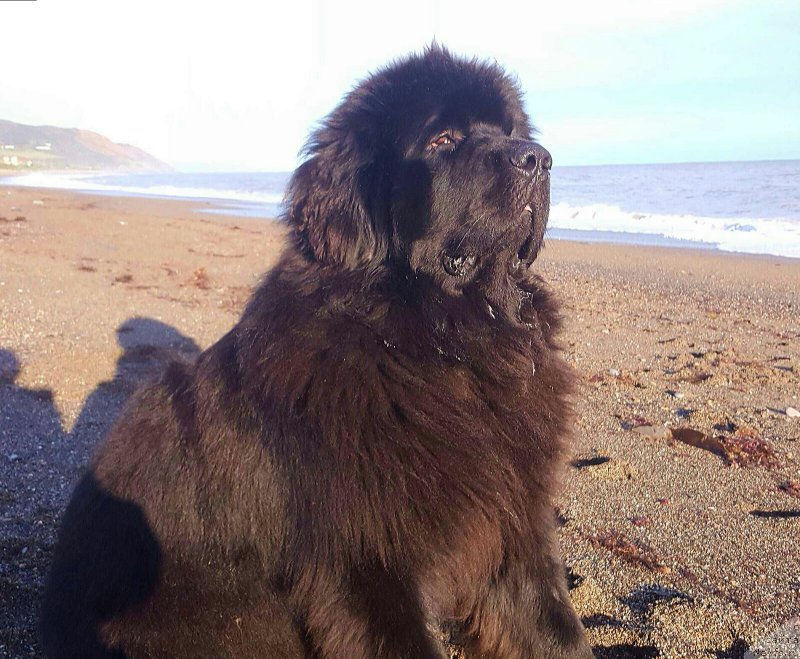 Фото: ньюфаундленд Акватория Келвин Ю Мэйк Май Дрим