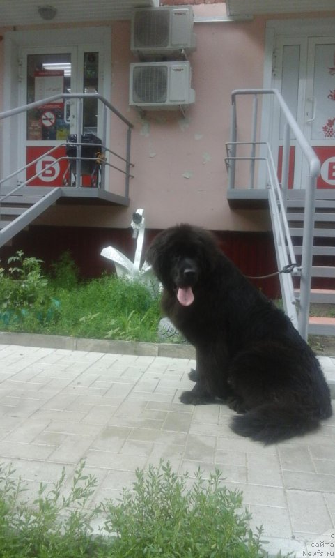 Фото: ньюфаундленд Экселент Бьюти