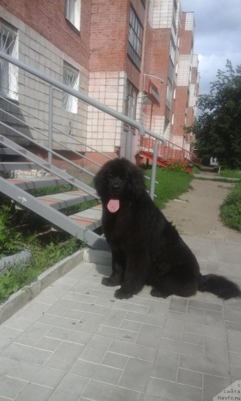 Фото: ньюфаундленд Экселент Бьюти