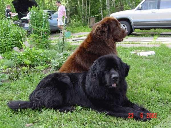 Фото: ньюфаундленд Обуш Шед Тан Дефис Тори