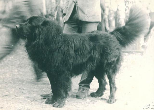 Фото: ньюфаундленд Данила Тай