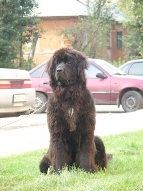 Фото: ньюфаундленд Экселент Бьюти