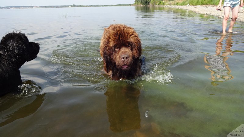 Фото: ньюфаундленд Ньюфорт Лапочка Дочка