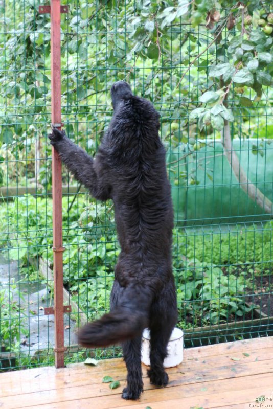 Фото: ньюфаундленд Черная Мафия Алл Ригхтс Ресервед (Chernaya Mafia Аll Rights Reserved)