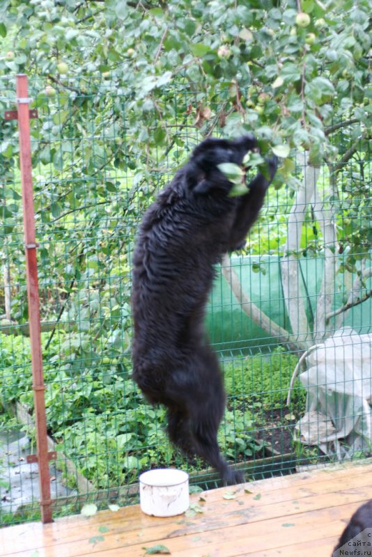Фото: ньюфаундленд Черная Мафия Алл Ригхтс Ресервед (Chernaya Mafia Аll Rights Reserved)