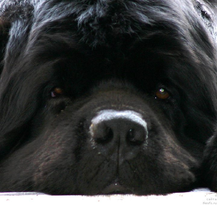 Фото: ньюфаундленд Kilykas Fireside Black Fire