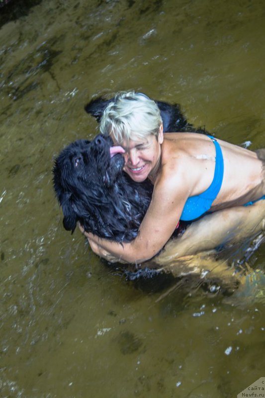 Фото: ньюфаундленд Ли Сан