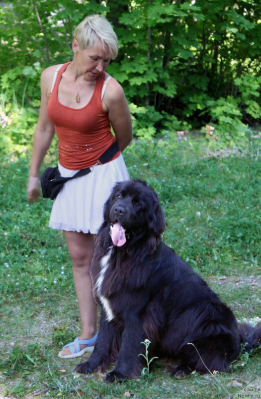 Фото: ньюфаундленд Ли Сан