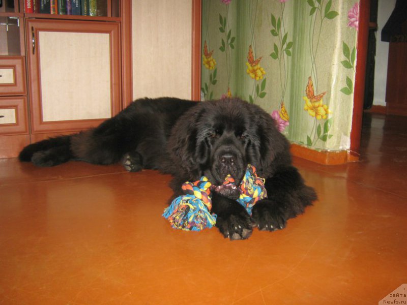 Фото: ньюфаундленд Энерги Океан