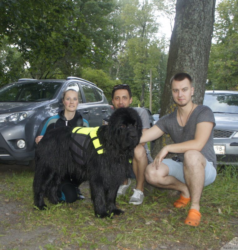 Фото: ньюфаундленд Love Inside Your Soul Moon Bear, Александр Коротков, Ксения Дудина, и Ваня