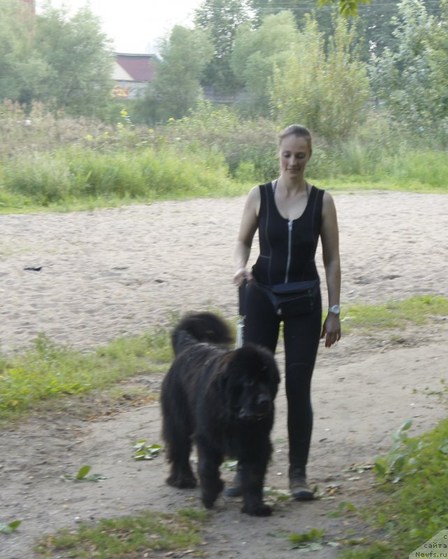 Фото: ньюфаундленд Love Inside Your Soul Moon Bear, Ксения Дудина