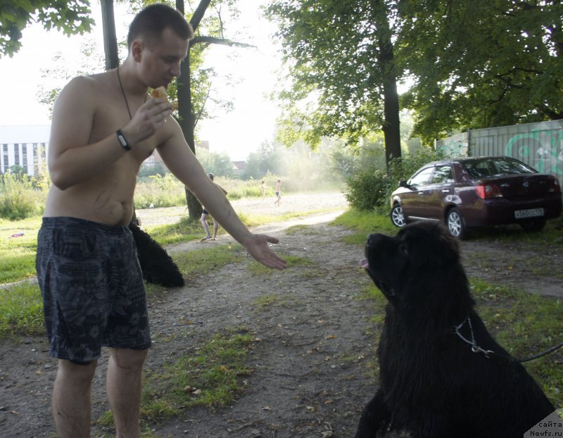 Фото: ньюфаундленд Love Inside Your Soul Moon Bear, и Ваня