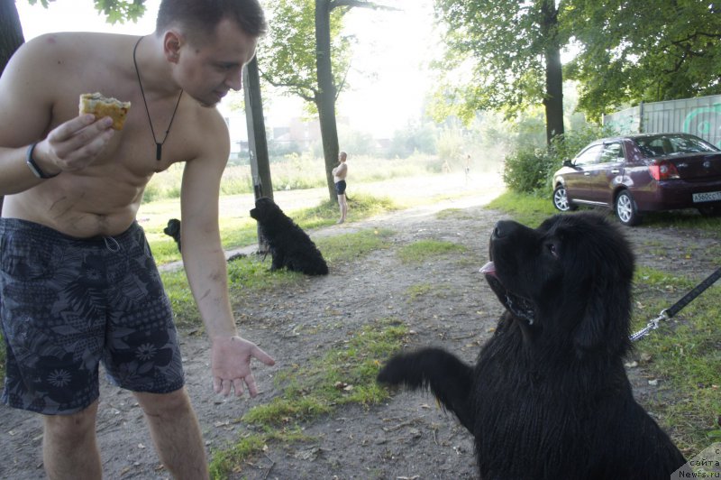 Фото: ньюфаундленд Love Inside Your Soul Moon Bear