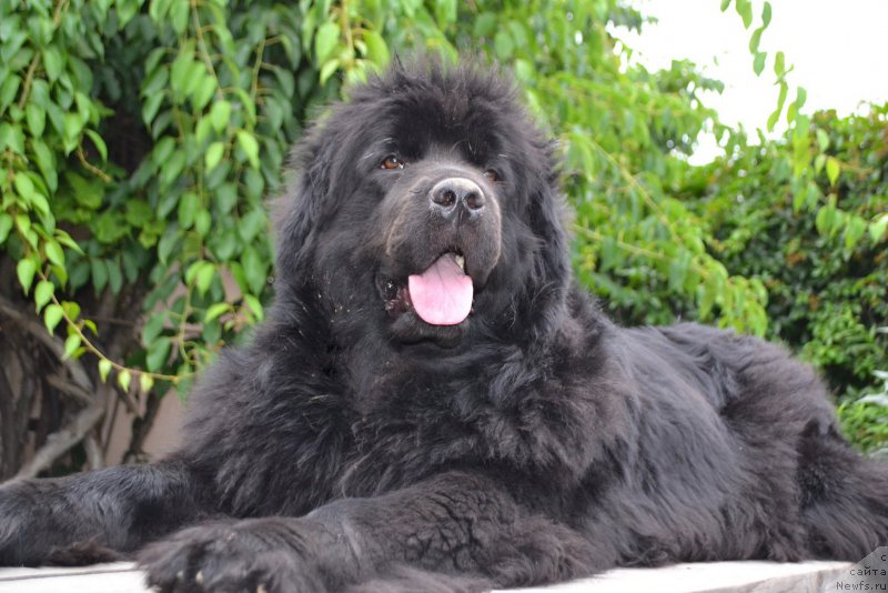 Фото: ньюфаундленд Талисман Моря Мишель