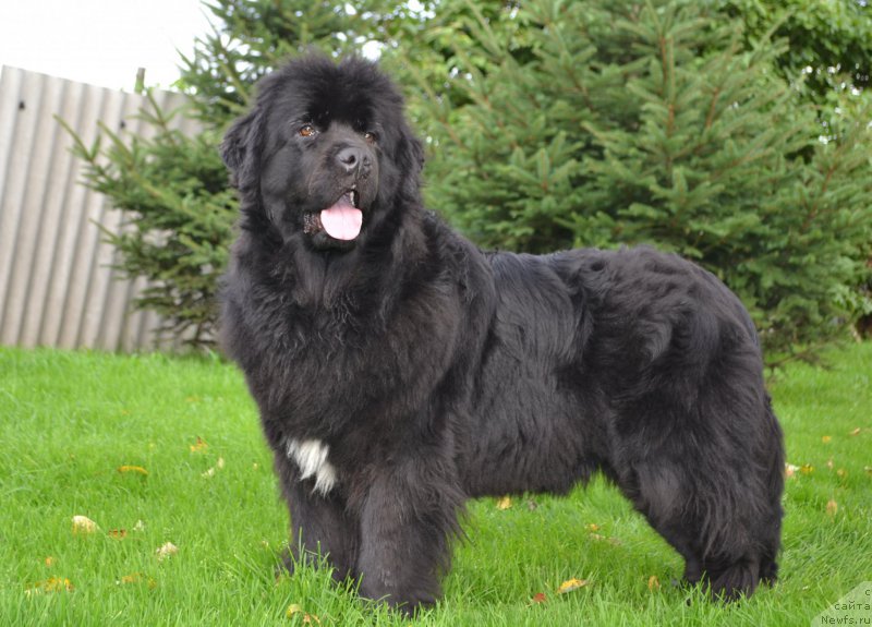 Фото: ньюфаундленд Талисман Моря Мишель