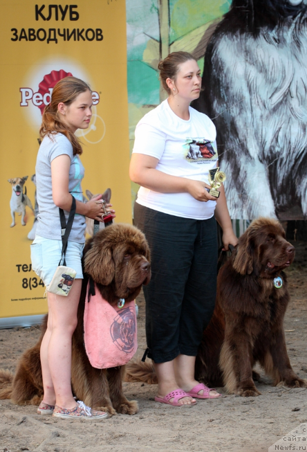 Фото: ньюфаундленд Чарли Де Бест Хелфи Пэл (Charli The Best Helfi Pel), ньюфаундленд Акватория Келвин Виринея (Aquatoriya Kelvin Virineya), Мария Шмелева, Екатерина Плотникова