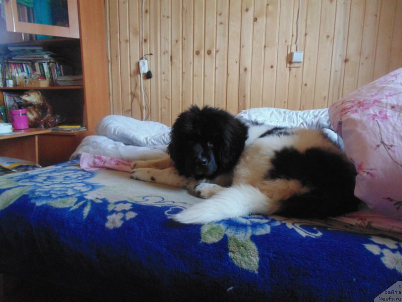 Фото: ньюфаундленд Супер Бизон Мелодия