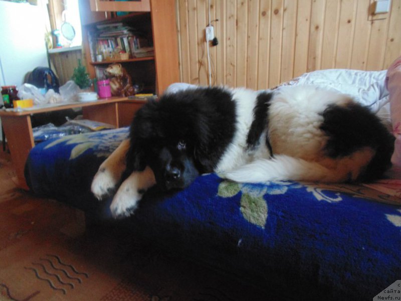 Фото: ньюфаундленд Супер Бизон Мелодия