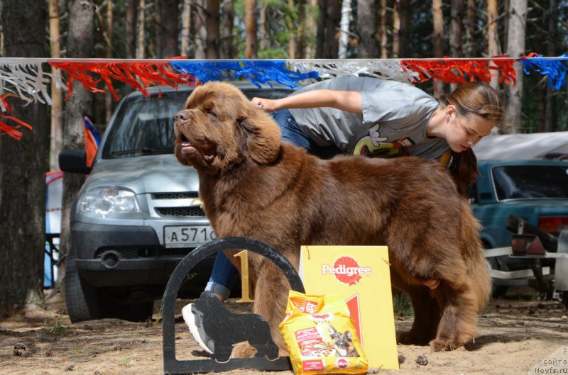 Фото: ньюфаундленд Чарли Де Бест Хелфи Пэл (Charli The Best Helfi Pel)