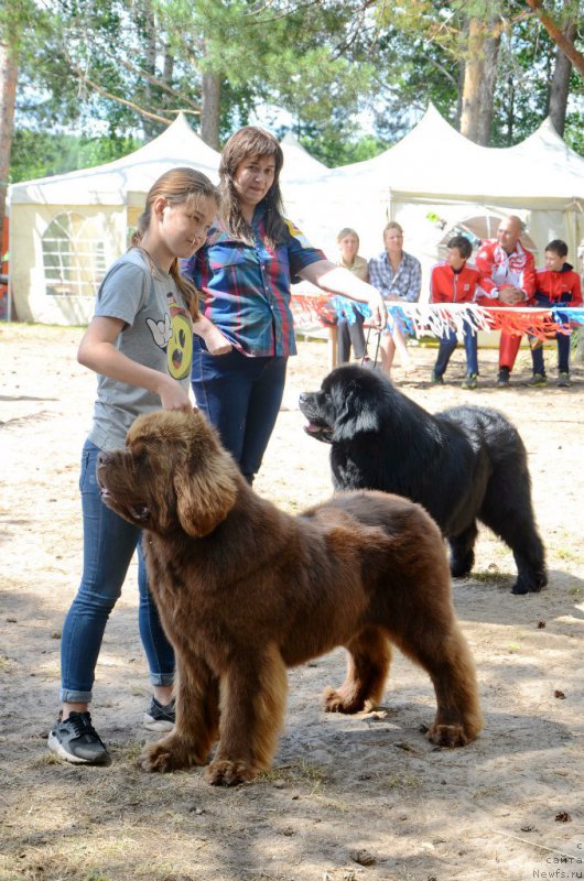 Фото: ньюфаундленд Чарли Де Бест Хелфи Пэл (Charli The Best Helfi Pel), ньюфаундленд Фест-Райт Чемп (First-Right Champ)