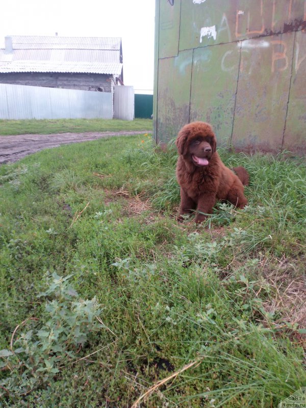 Фото: ньюфаундленд Браунблад МСК Бетани Эйс