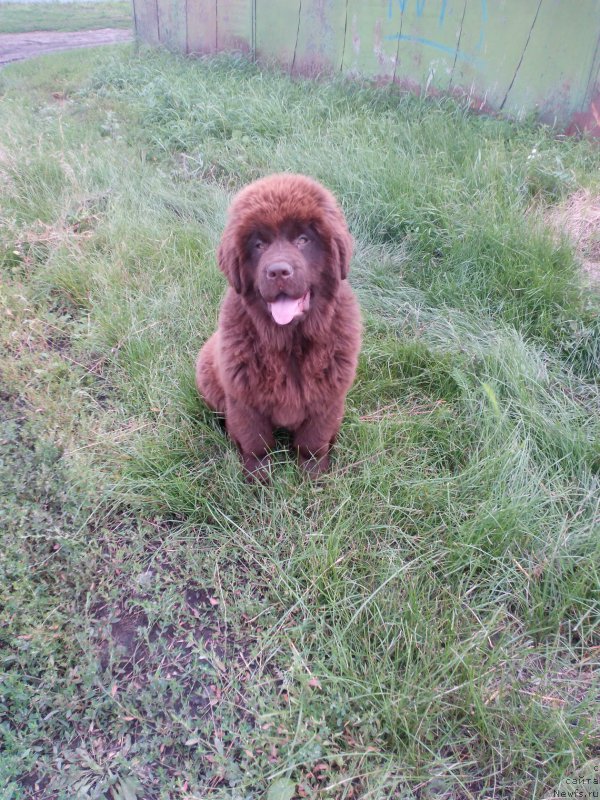 Фото: ньюфаундленд Браунблад МСК Бетани Эйс