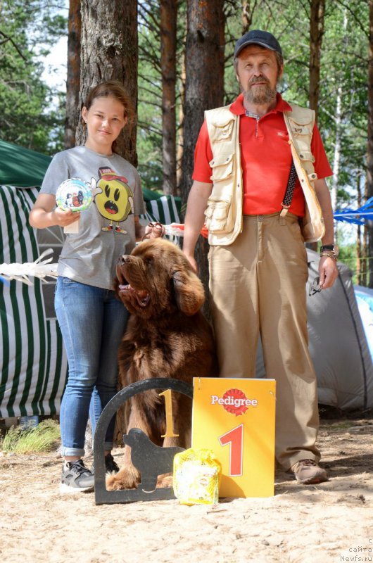 Фото: ньюфаундленд Чарли Де Бест Хелфи Пэл (Charli The Best Helfi Pel)