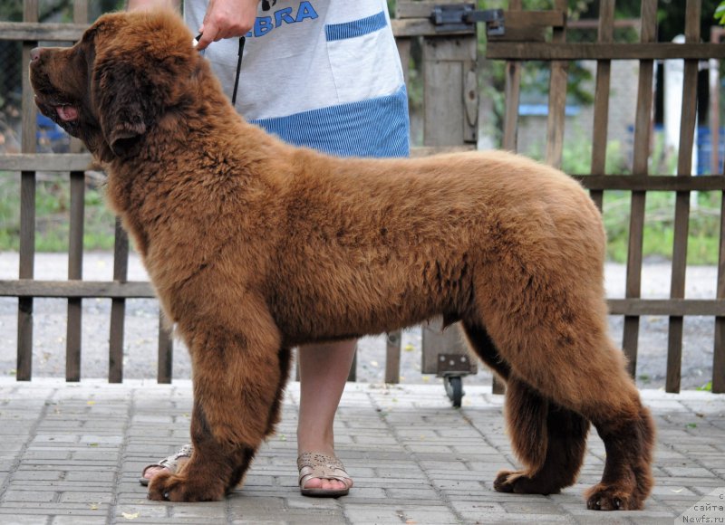 Фото: ньюфаундленд Faraon Cancrimo