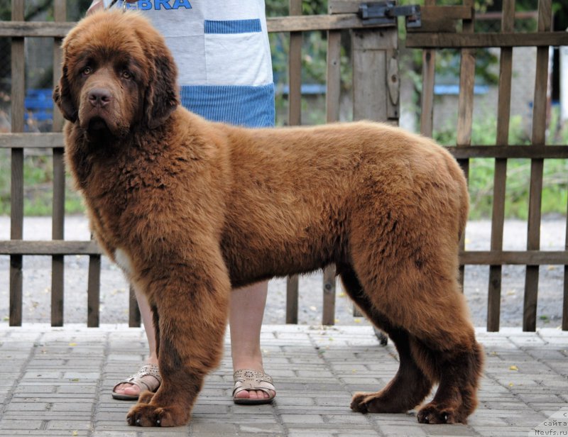 Фото: ньюфаундленд Faraon Cancrimo