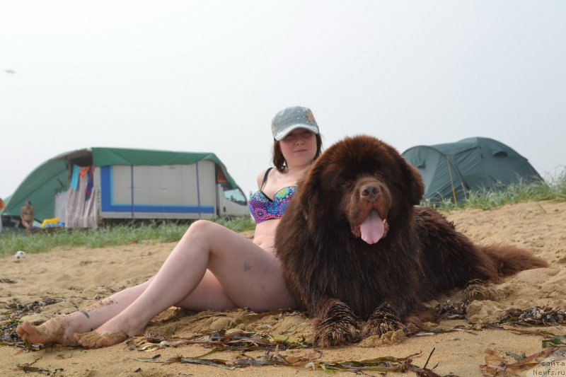 Фото: ньюфаундленд Акватория Келвин Риверданс (Aquatoriya Kelvin Riverdance)
