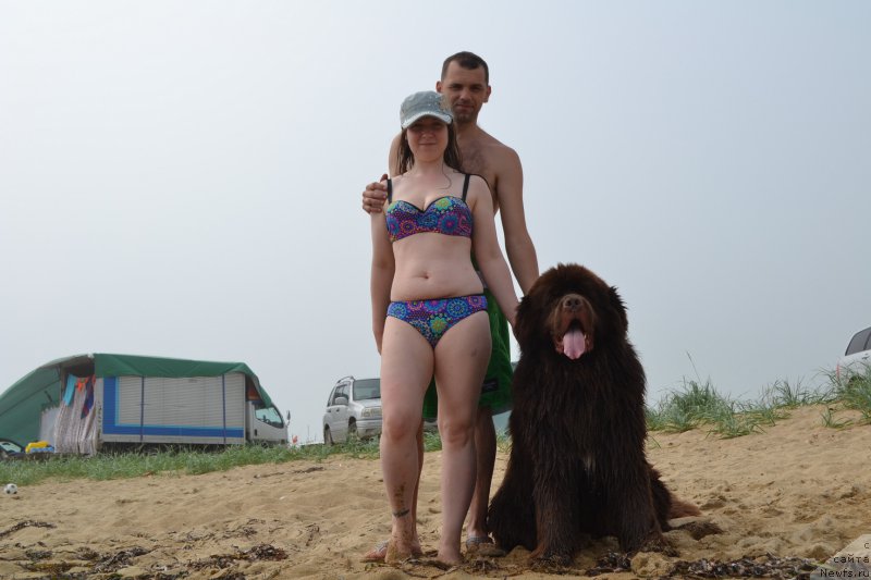 Фото: ньюфаундленд Акватория Келвин Риверданс (Aquatoriya Kelvin Riverdance)