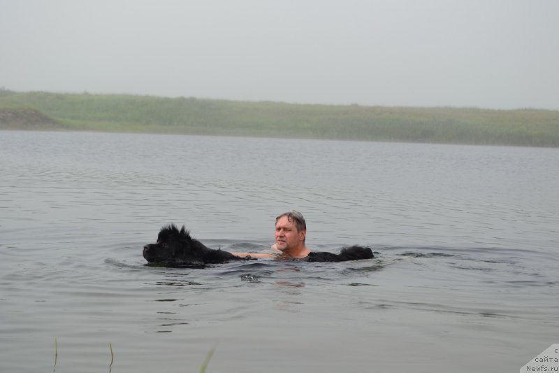 Фото: ньюфаундленд Талисман Моря Мишель