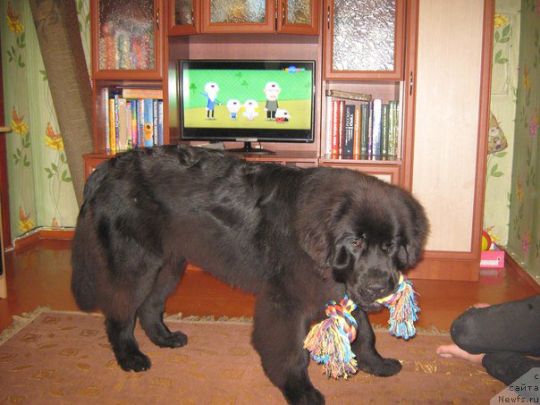 Фотография № 211121