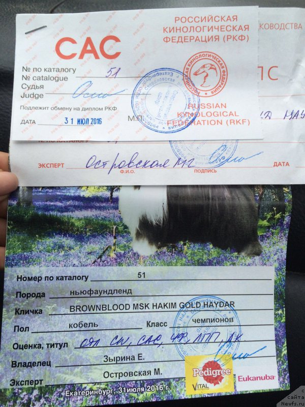Фото: ньюфаундленд Браунблад МСК Хаким Голд Хайдар (Brownblood MSK Hakim Gold Haydar)