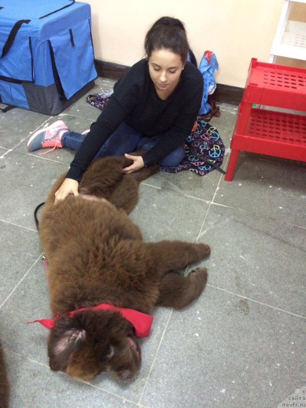 Фото: ньюфаундленд Браунблад МСК Велес Алистер (Brownblood MSK Veles Alister)