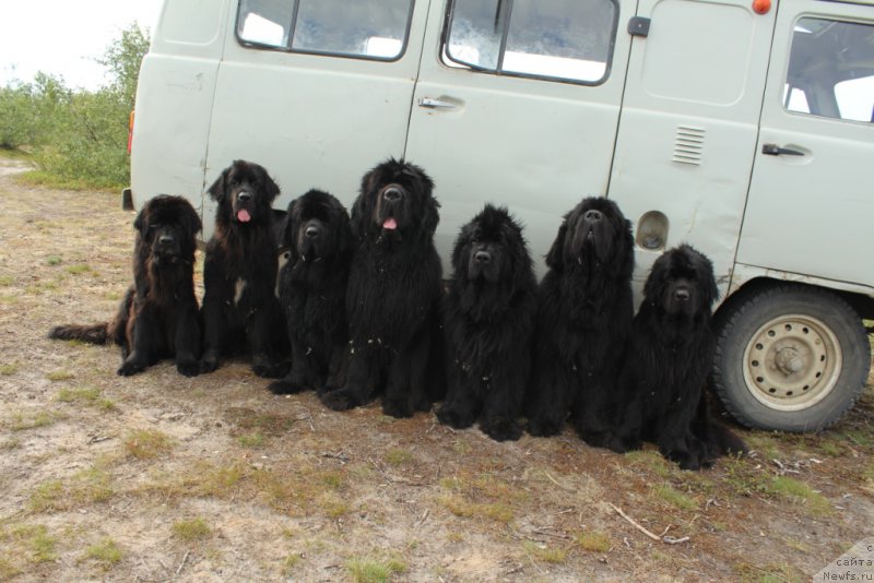 Фото: ньюфаундленд Даймонд Кинг, ньюфаундленд Леди Фортуна, ньюфаундленд Янтарная Мечта, ньюфаундленд King of Helluland You Shock Me, ньюфаундленд Fortuna of Giant's Island, ньюфаундленд Бегущая по Волнам Зеро Коол, ньюфаундленд Анабелле Квин оф зэ Моунтайнс