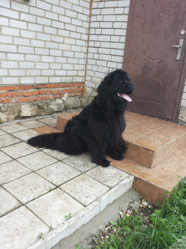 Фото: Ирина Валиева, ньюфаундленд Арт Деко Особый Шик