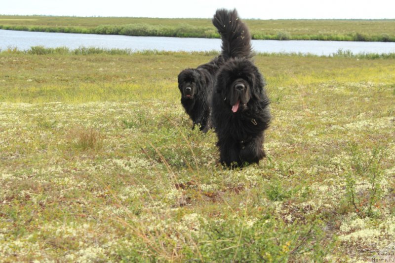 Фото: ньюфаундленд King of Helluland You Shock Me