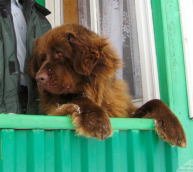 Фото: ньюфаундленд Лесная Сказка Ненагляда