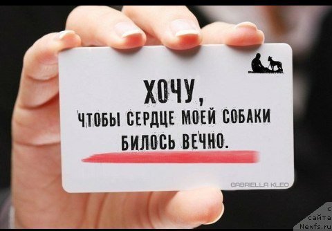 Фото: ньюфаундленд Супер Премиум Улар