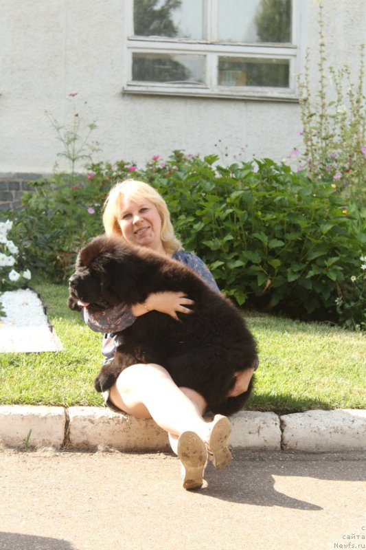 Фото: ньюфаундленд Супер Премиум Цюрих для Кипер Соул (Super Premium Zurich for Keeper Soul)