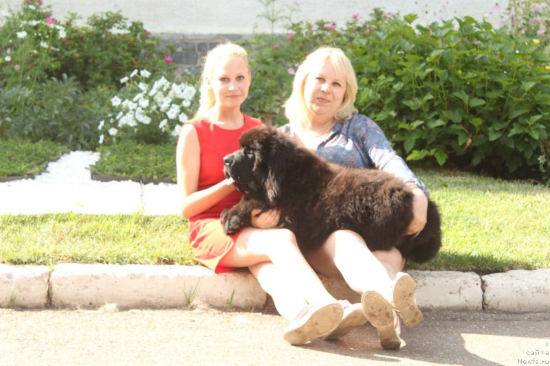 Фото: ньюфаундленд Супер Премиум Цюрих для Кипер Соул (Super Premium Zurich for Keeper Soul)