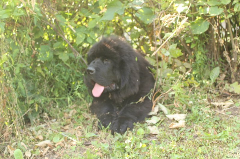 Фото: ньюфаундленд Супер Премиум Цюрих для Кипер Соул (Super Premium Zurich for Keeper Soul)