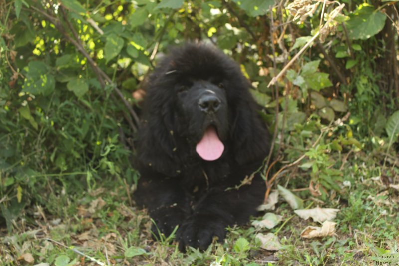 Фотография № 211151