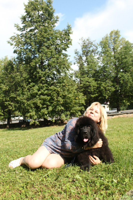 Фото: ньюфаундленд Супер Премиум Цюрих для Кипер Соул (Super Premium Zurich for Keeper Soul)