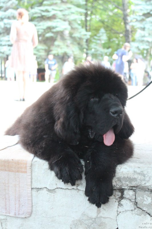 Фотография № 211155