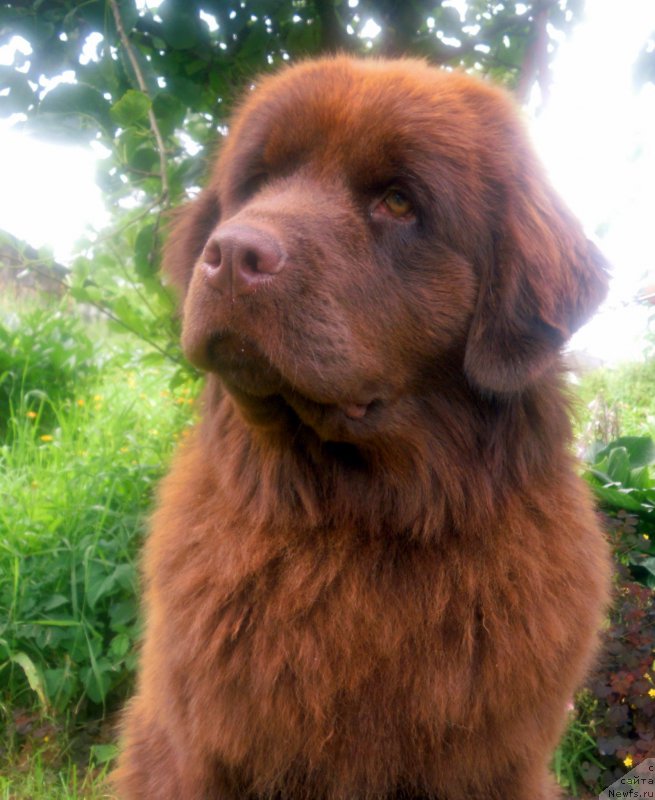 Фото: ньюфаундленд Альфа Дар Окса Везунья