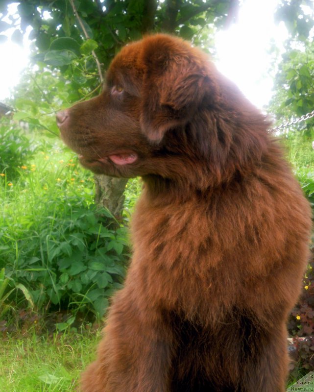Фото: ньюфаундленд Альфа Дар Окса Везунья