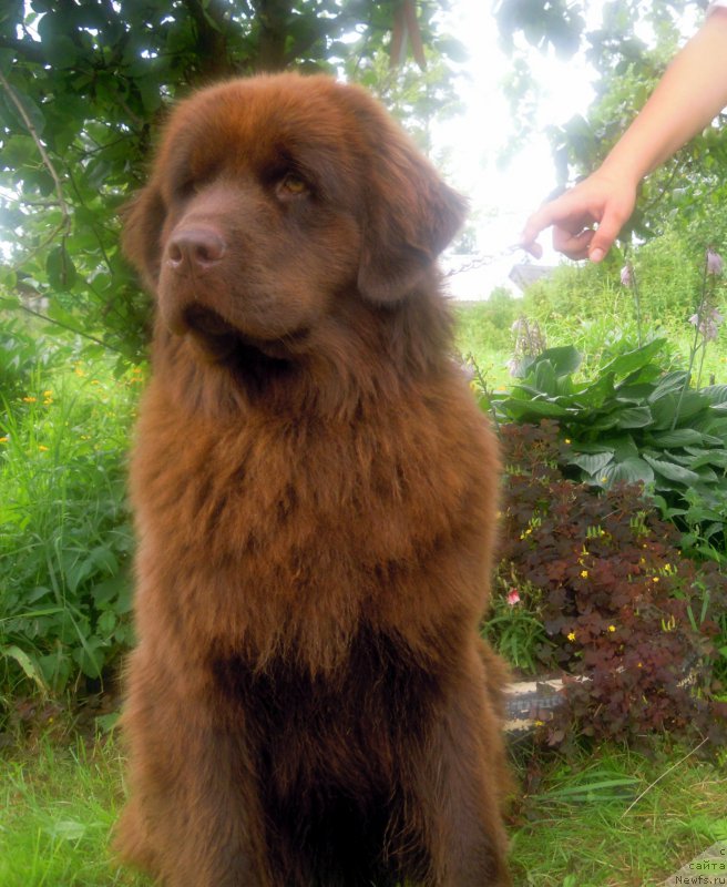 Фото: ньюфаундленд Альфа Дар Окса Везунья